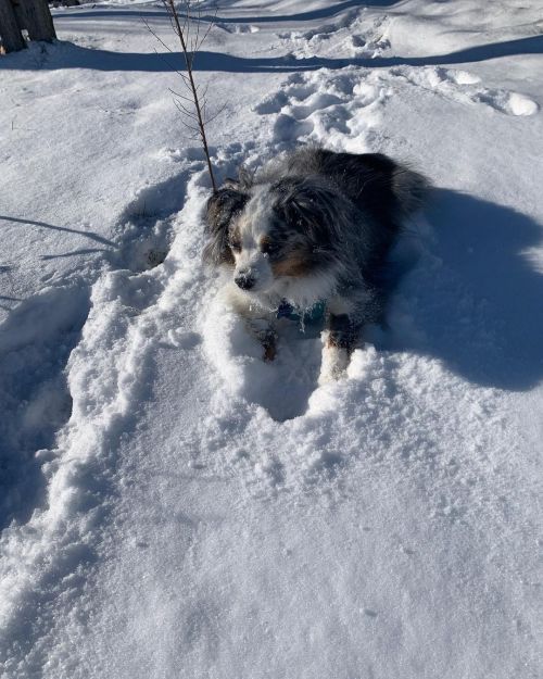 I love the snow. I could stay here all day. ❤️❤️. #aussiesofinstagram #miniaussie #dogsinsnow  https