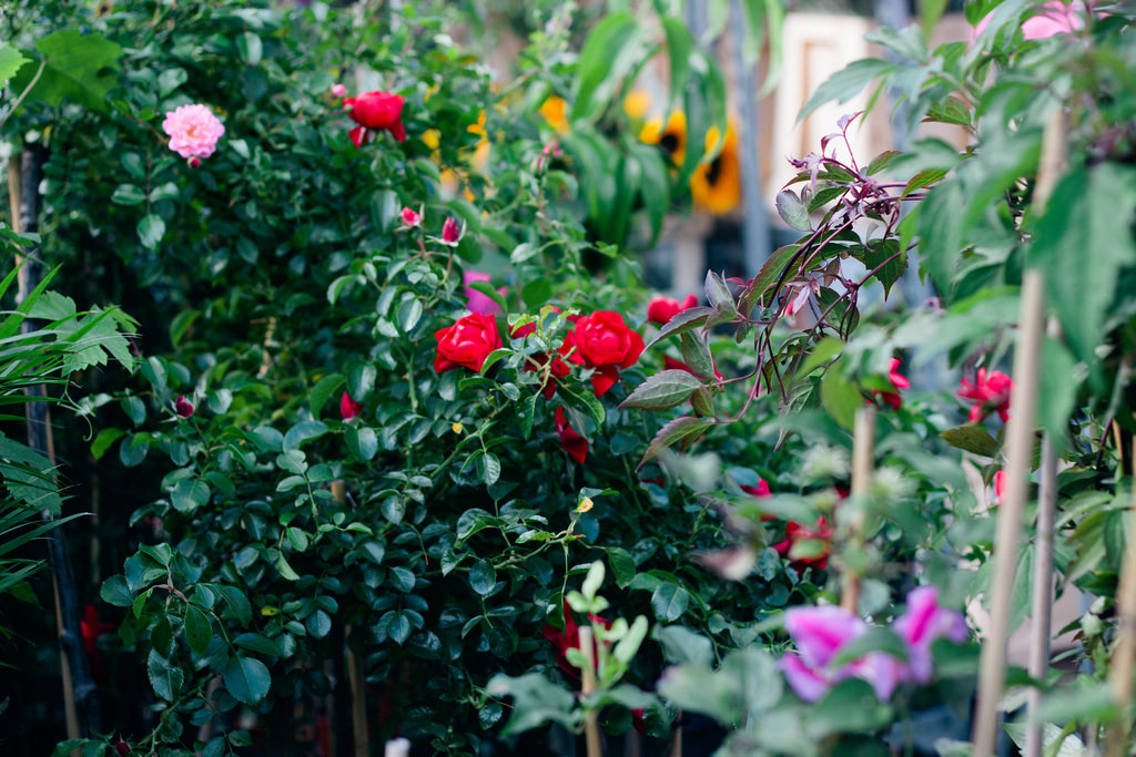 floralls:  columbia road flower market, London (by chevronseclairs)