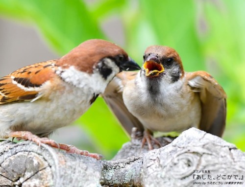 tokyo-sparrows:子ちゅんの激しい要求…。親御さんは大変です(^^;).#スズメ写真集『あした、どこかで。』シリーズ１、２www.amazon.co.jp/d