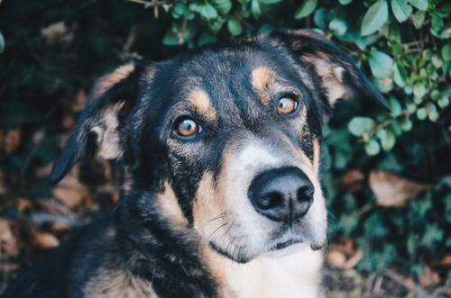 captainturncoat:my handsome boy is breaking dog hearts in our neighborhood 