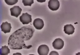 sixpenceee:  The following is a white blood cell chasing a bacterium. It eventually ends up swallowing it. The following white blood cell is specifically a neutrophil. They end up ingesting the microbe a process known as phagocytosis.  VIDEO