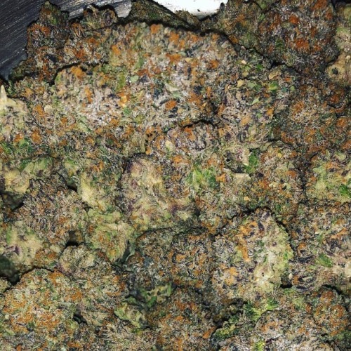 potentertainment: @powerpack710 w/ this crazy #PotEnt Gushers pac ⛑ ————&mda