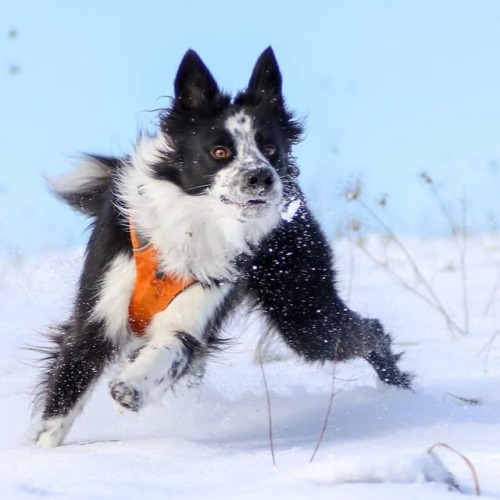 At least someone is enjoying the snow! #winterwonderland #dogsofinstagram #dogsthathike #hikingwithb