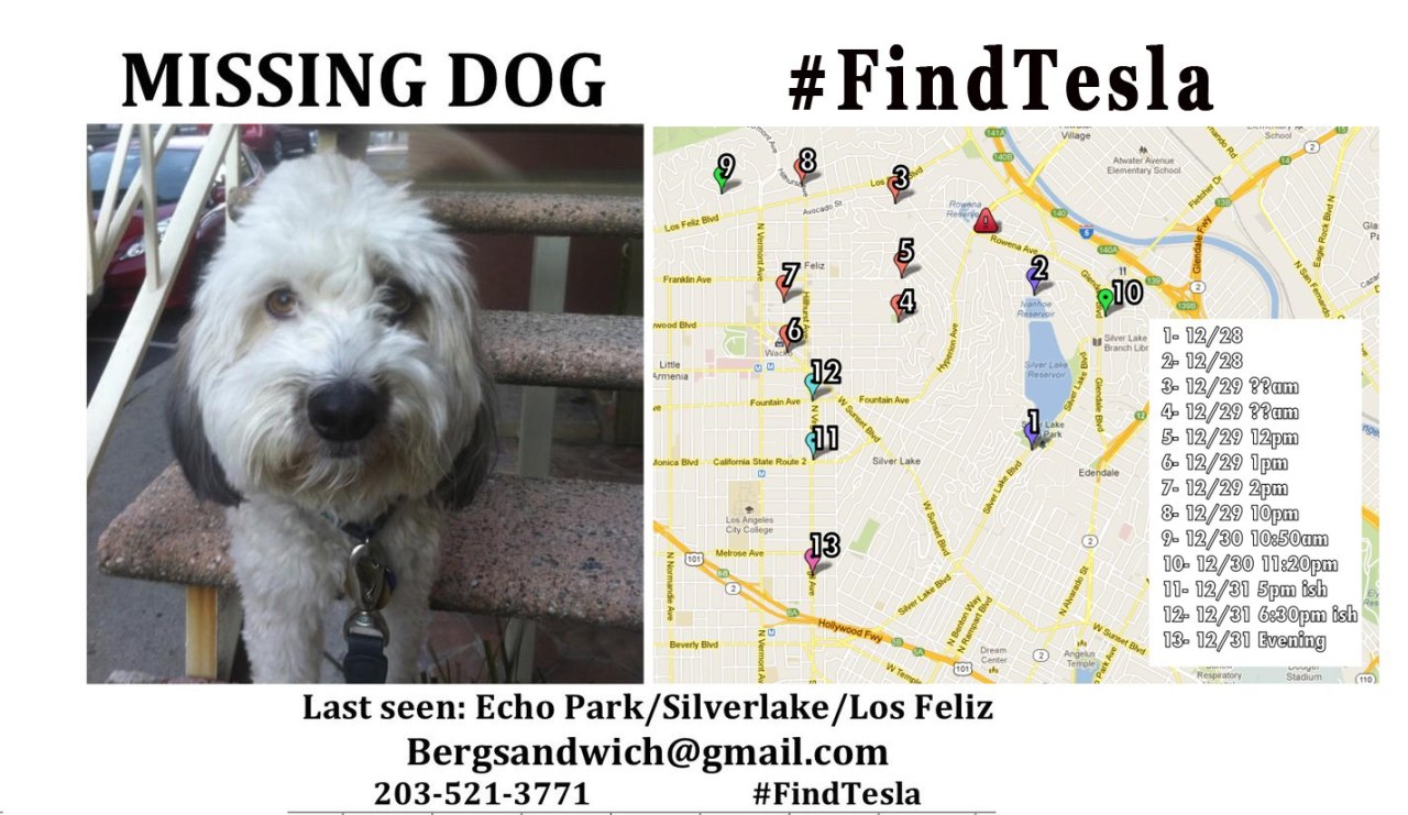 jessethorn:  Help find Alex’s dog!  Come home safe, sweet Tesla!!!