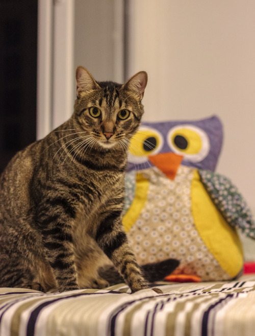 arturvsphotography: Link and his owl friend