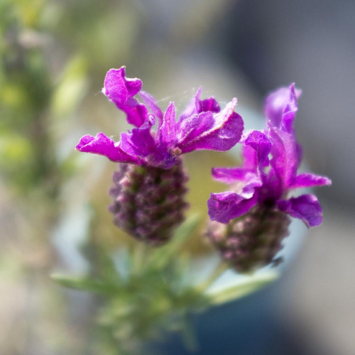 unnaturalmagic:French lavender on Flickr.