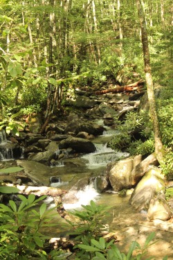 More from hiking today in Tennessee 