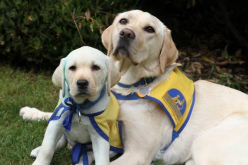 &ldquo;These are my two puppies in Canine Companions for Independence&rsquo;s program. Helaine (righ