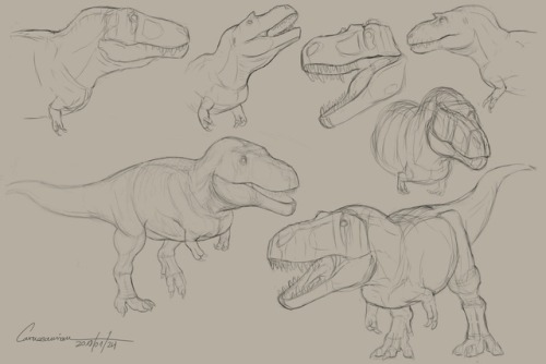 carnosaurian - Tyrannosaurid sketch dumpI have been playing...