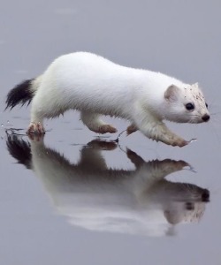 brinconvenient:  ferretix:  our next savior……. he has arrived…….  Whatever floats your stoat… 