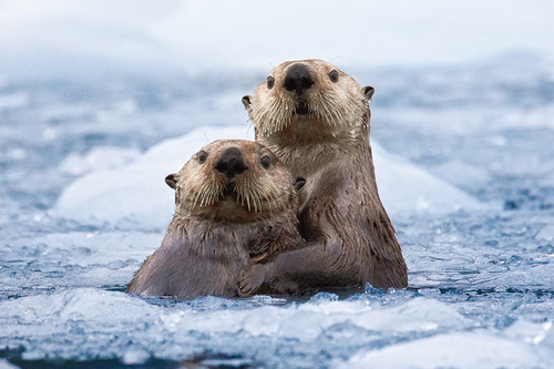 evanot:  Alaskan Otter Couple  porn pictures