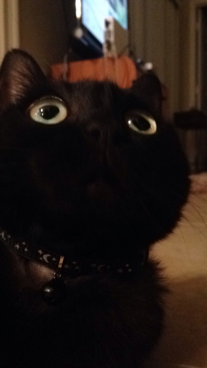stormmichaelis: cats look funny at this angle