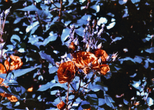 tumblr photo kea-photo 3