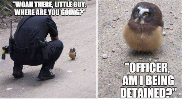 lolfactory:  No time to explain. The birdie knows. ➨ funny tumblr➨ facebook➨