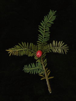 clawmarks:Mary Delany - Yew tree with berry