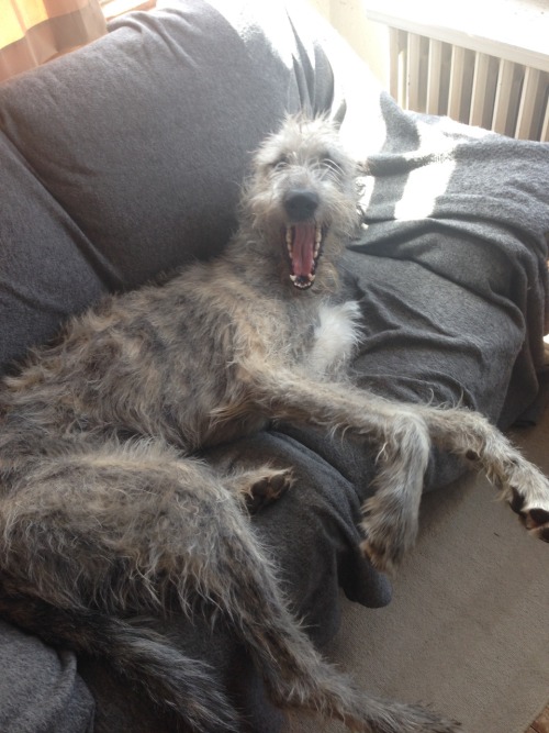 adventuresofbogart:  wolfhounds are such sofa hogs   Bogart, 13 months, Irish Wolfhound 