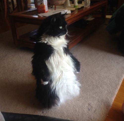 hotbritishguyspluscats: catsbeaversandducks: Benny Loves Standing Up And Hates Baths And Birthday Pa