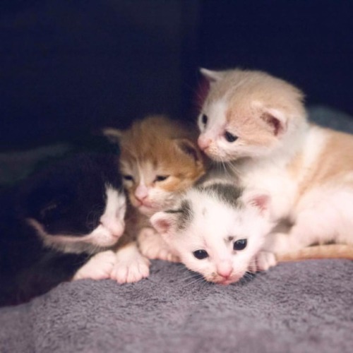 Intoducing Wendy, Lara, Bobby and Wags. ☺ These little guys are my latest fosters and they&rsquo;re 