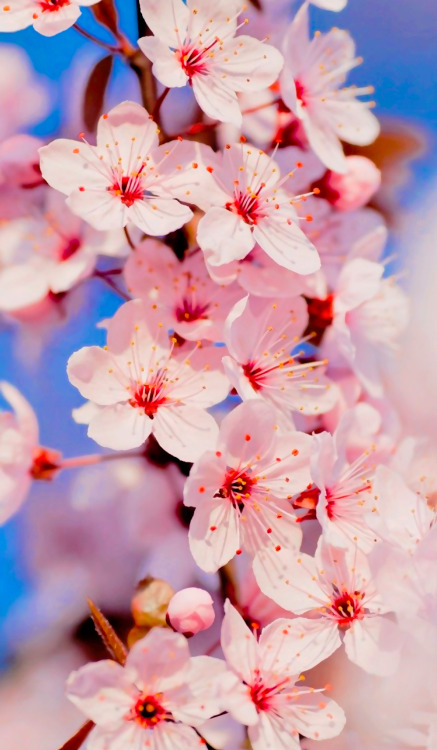 dayanafrias01:  Cherry Blossoms