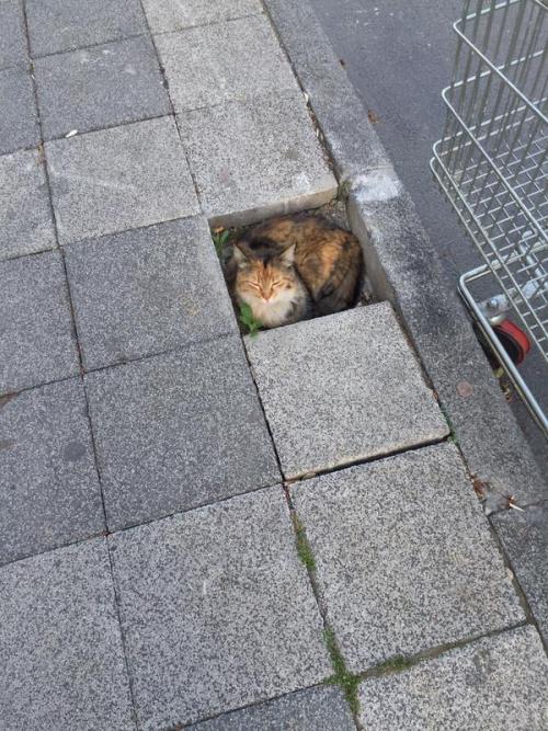 catflare: If I fits, I sits.