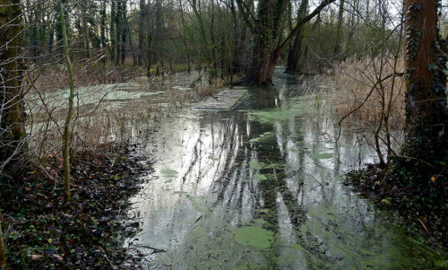 Rieulay -Flooded path by april-mo on Flickr.