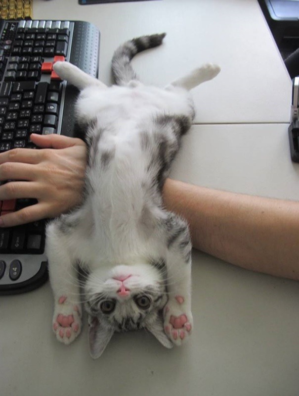 Cats