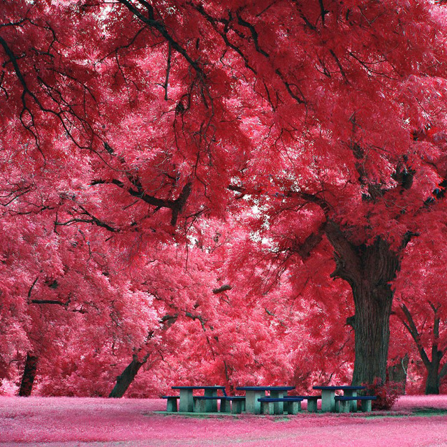 Japanese Maple Tree, Austin, TX