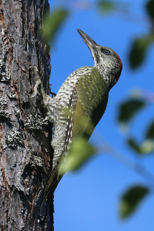 michaelnordeman:European green woodpecker/gröngöling (juvenile). 