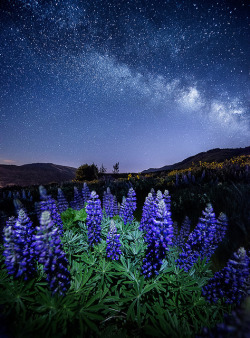 tulipnight:  Star Dance - Rowena, OR  [FREE Star Photography Workshop Give Away Details Below ] by - Dave Morrow - on Flickr.