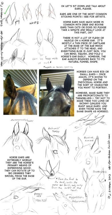 fucktonofanatomyreferences: A glorious fuck-ton of horse references. [From various sources]