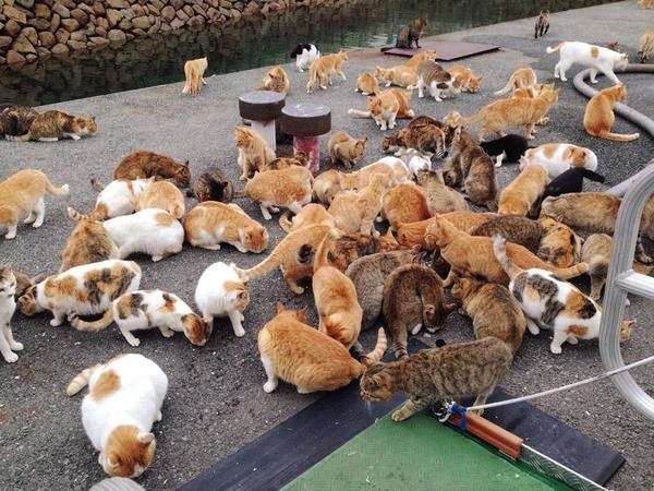 Aoshima: Japan's Island Every Crazy Cat Lady Should Visit - Malorie's  Adventures