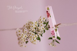 Jooori8:  صباح الورد