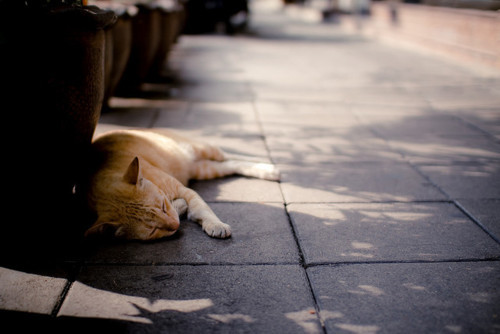 cutecatsaww:  Follow For Cute Cats Everyday