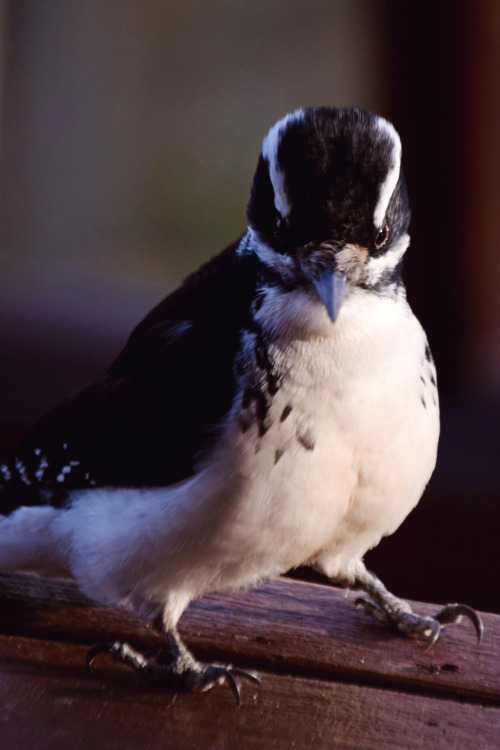 Buzz. Portraits of a hairy woodpecker. Summit County, Colorado. Photos by Amber Maitrejean