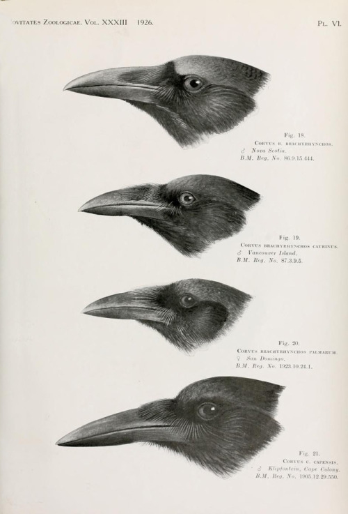 H. Grönvold, Heads of the Genus Corvus, from the magazine Novitates Zoologicae, volume 33, 1926. Eng