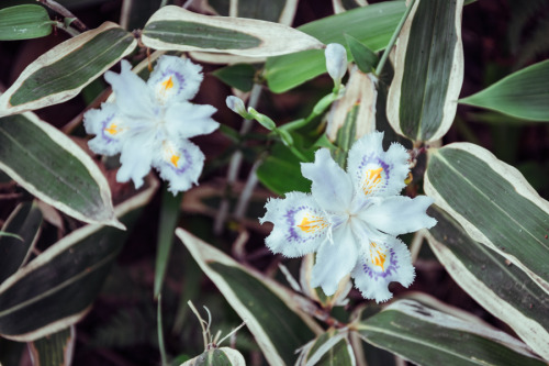 笹の葉を持つ花2012年、昭和記念公園。笹の合間から花を咲かせるシャガ。このような葉を持つ花のように見えるw。