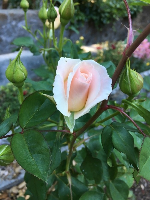 This week in the garden&hellip;