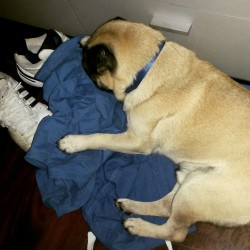 My pug today