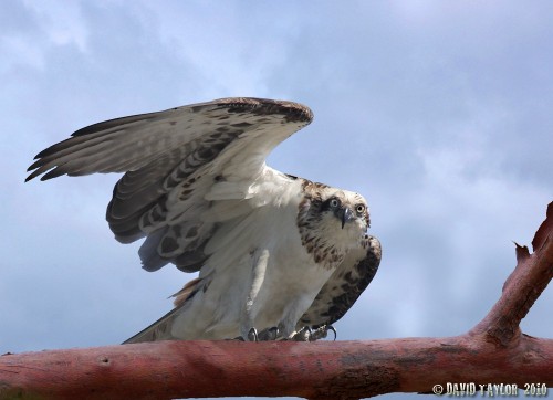 Osprey (Pandion haliaetus)© David taylor