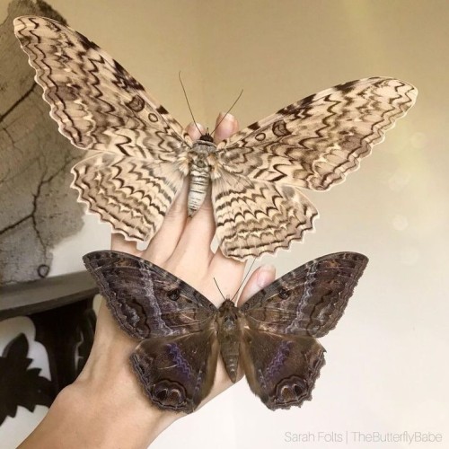 Thysania Agrippina Is A Species Of Moth In The Family Erebidae. It Was Described By Maria Sibylla Merian