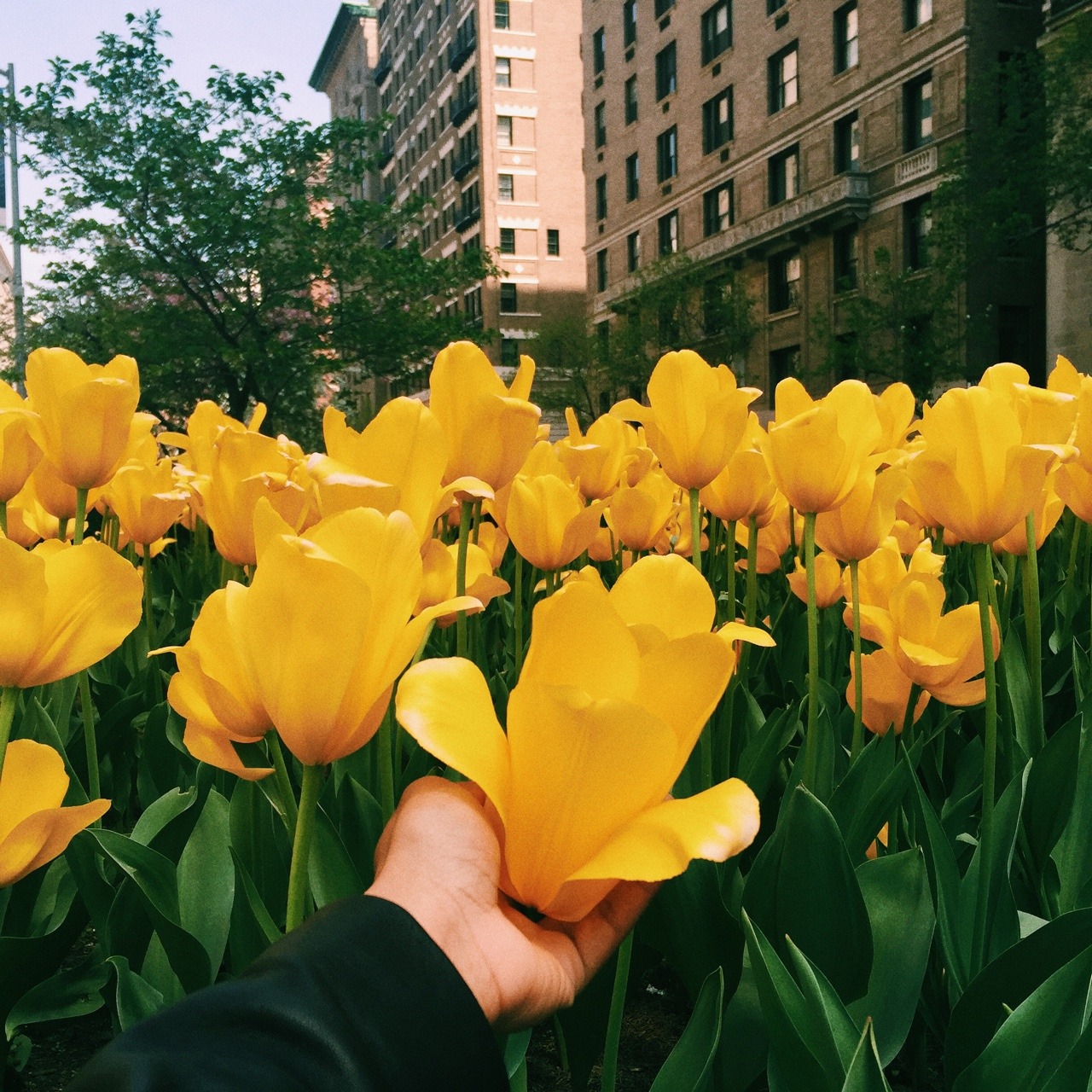 charda1k:park ave, brightening up my day