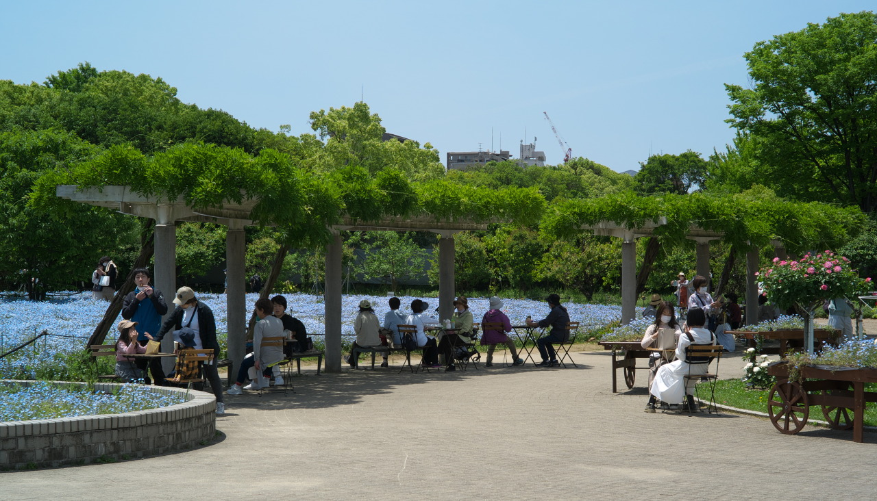 2022年5月、長居植物園（大阪市）LEICA M8＋Carl Zeiss Sonnar 1.5/50 Nikon-S mountM8色って感じでもないか。 #nagaibotanicalgarden#osaka#japan#oldlens#vintagelens#leicam8#streetphotography#snapshot#長居植物園#大阪#オールドレンズ#ライカ#写真好きな人と繋がりたい#ファインダー越しの私の世界