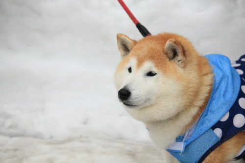 parakavka: (via まること秋田県南から)