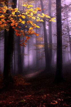 megarah-moon:  “Misty Forest” by  Kristjan