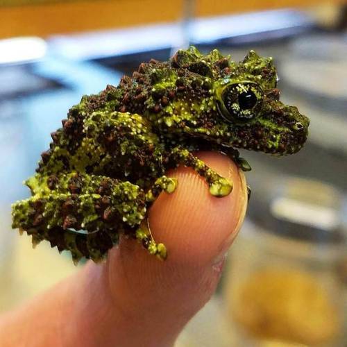 awwww-cute:A tiny Vietnamese Mossy Tree Froglet. (Source: http://ift.tt/2oMdZz3)