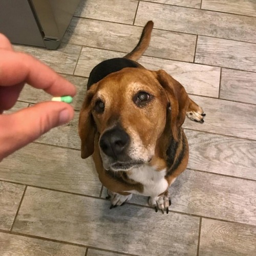 I’m raising a pill-popping junkie. #daisyfuentes #dogsofinstagram #bassethound #dogsonprozac