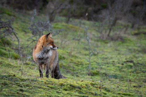 Red Fox by rene.de.vries Amsterdamse Waterleidingduinen, Netherlands flic.kr/p/2iinxMA