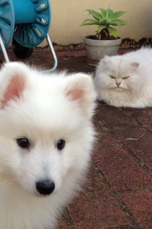 XXX buzzfeed:Cats meeting puppies. [x] photo