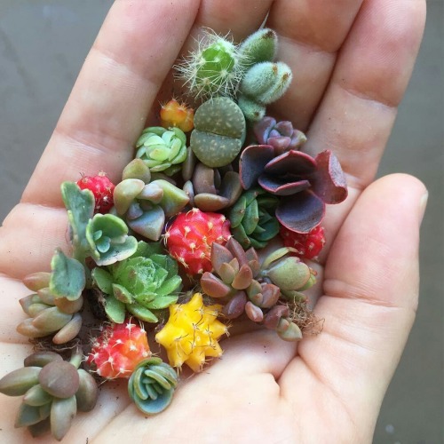 blackrabbitwitchcraft: adrenalinealien:via fairyblooms Little bubbies