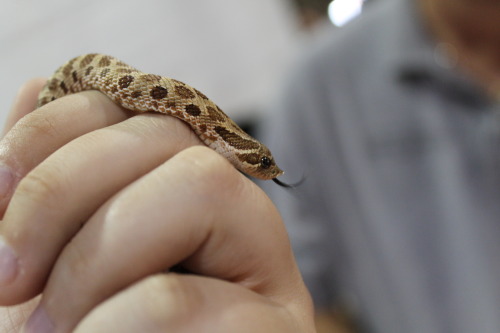 hognose